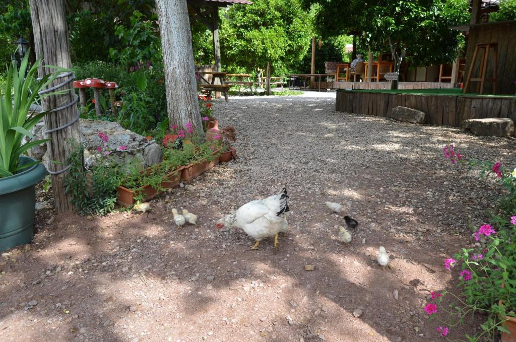 Olympos Yakamoz Pansiyon Extérieur photo
